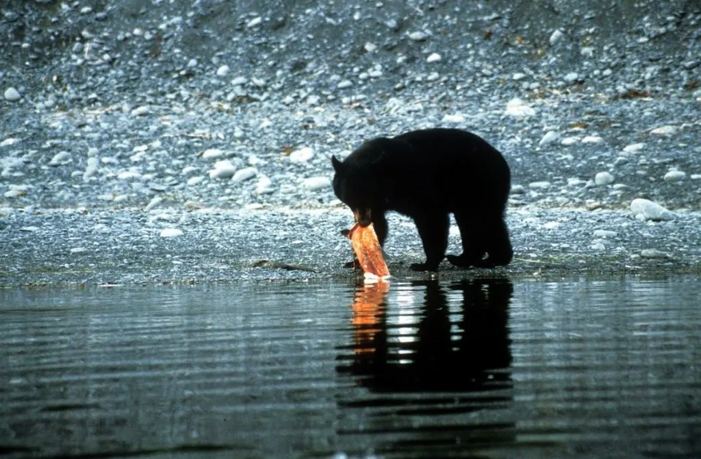 Black bear with a salmon
