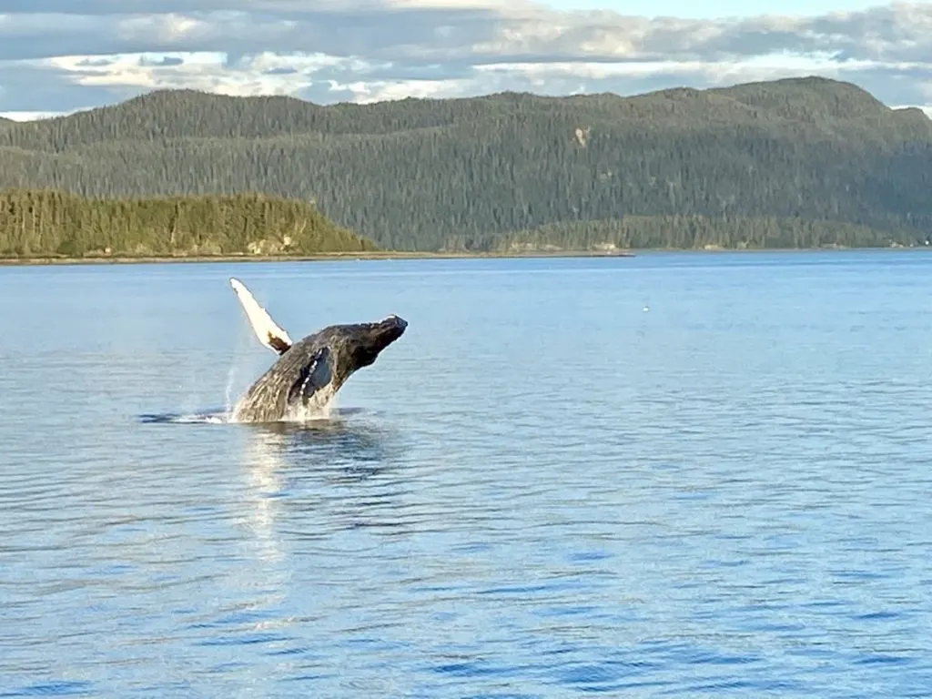 Breached Whale in Alaska