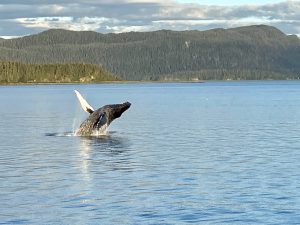 whale Breaching in Alaska, Baja Mexico beaches, whale watching Mexico