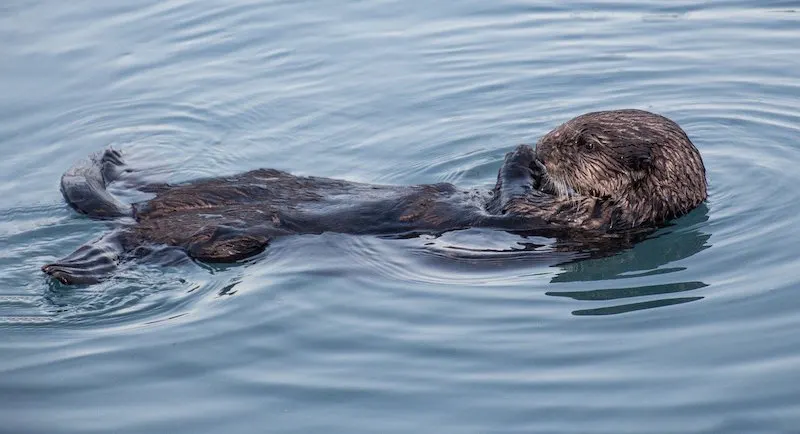 otter in Alaksa