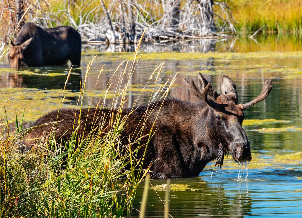 A few Moose in Grand Tetone, WY