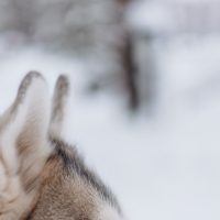 Alaskan Husky Ears