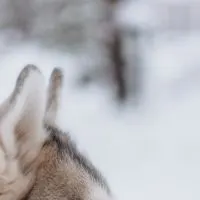 Alaskan Husky Ears