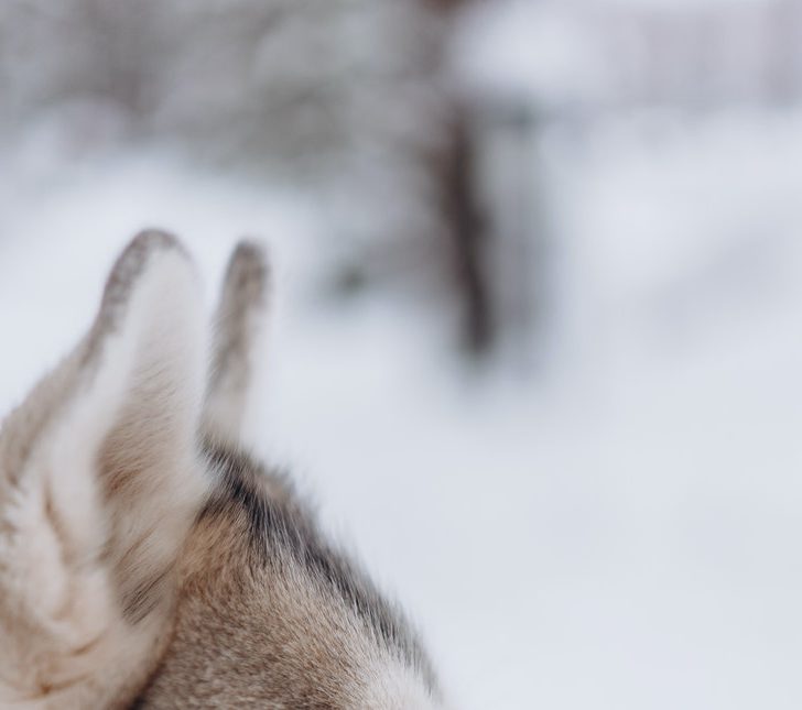 Alaskan Husky Ears