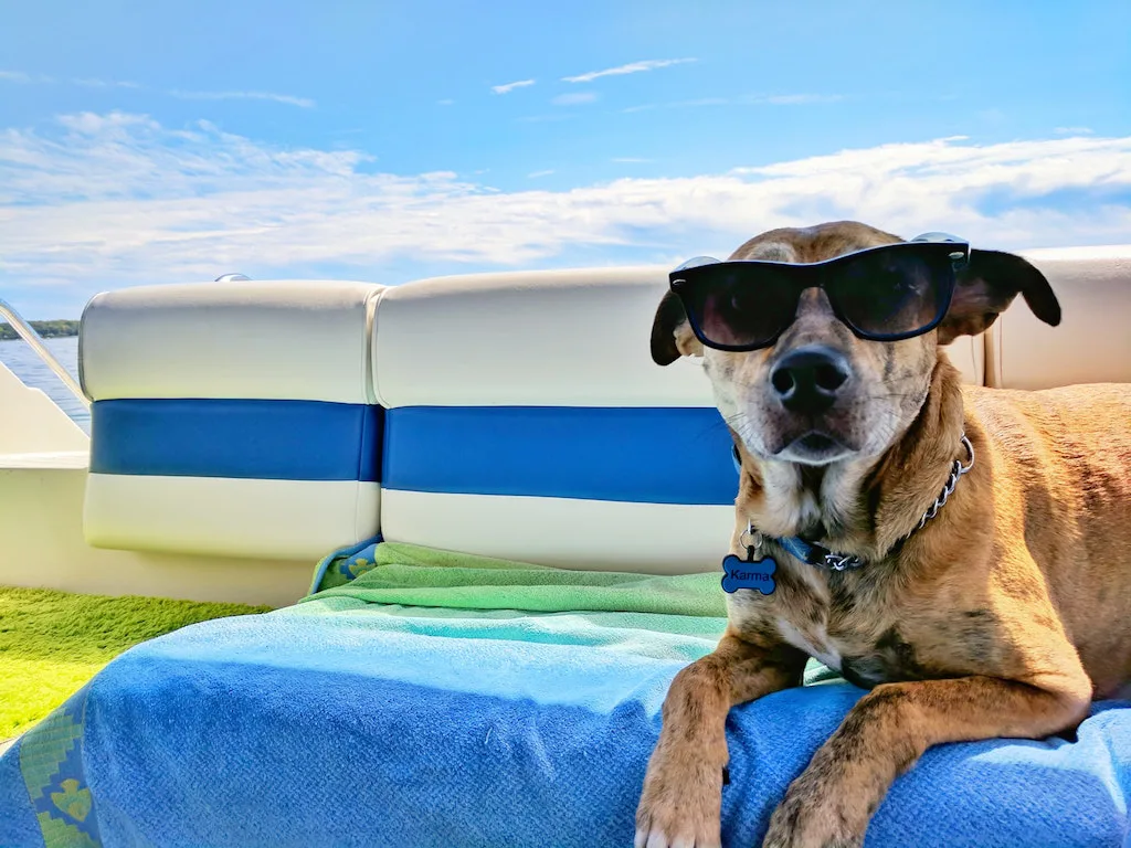 Dog with glasses, winter in Jamaica