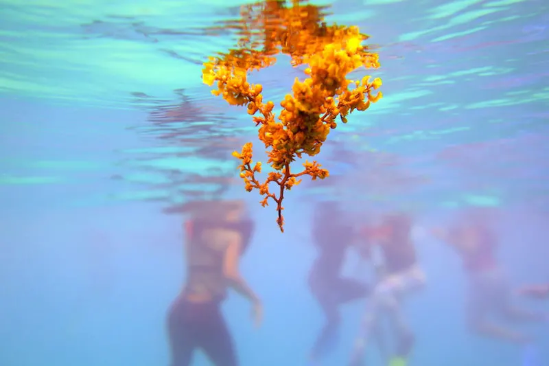 Fern in water, winter in Jamaica