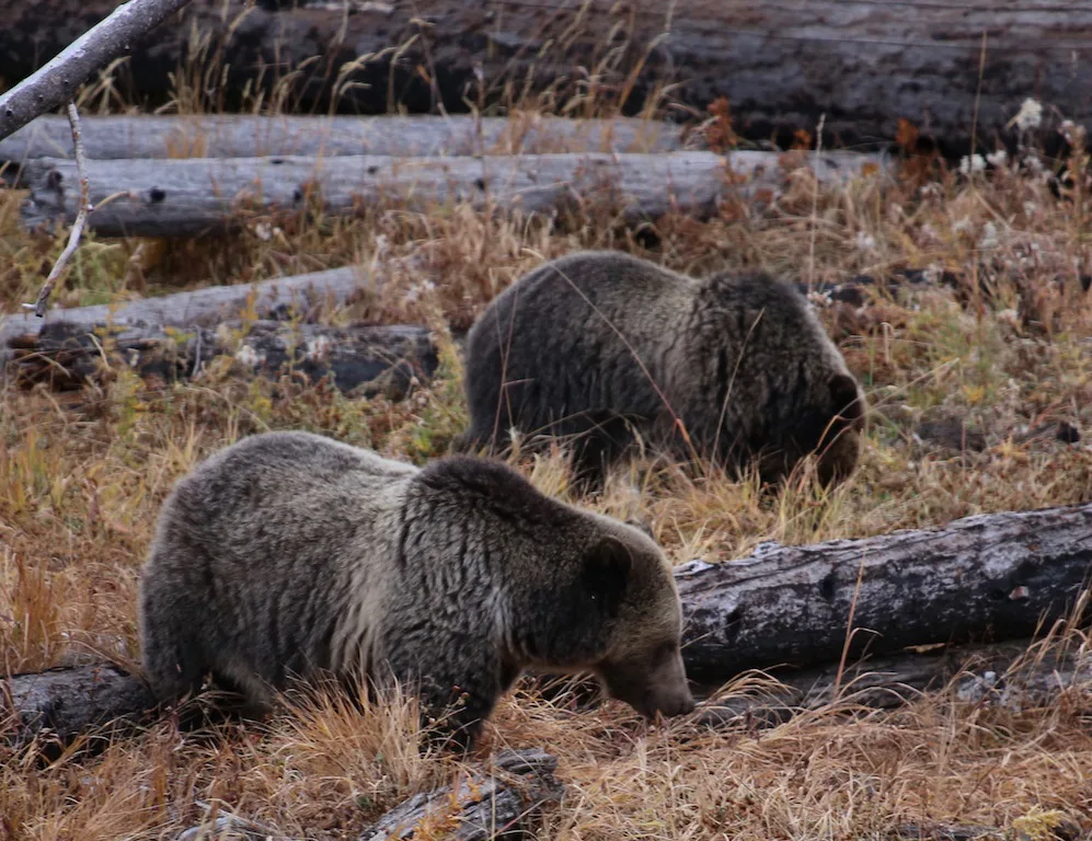 Grizzly Bears in Yellowstone