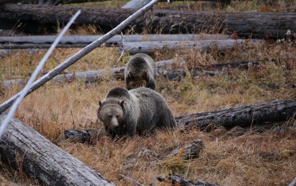 Grizzly Bear in Yellowstone