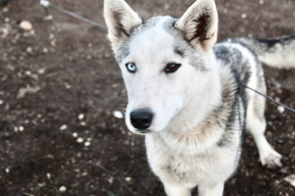 Alaskan Husky Bred