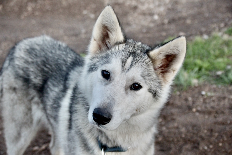 Alaskan Husky