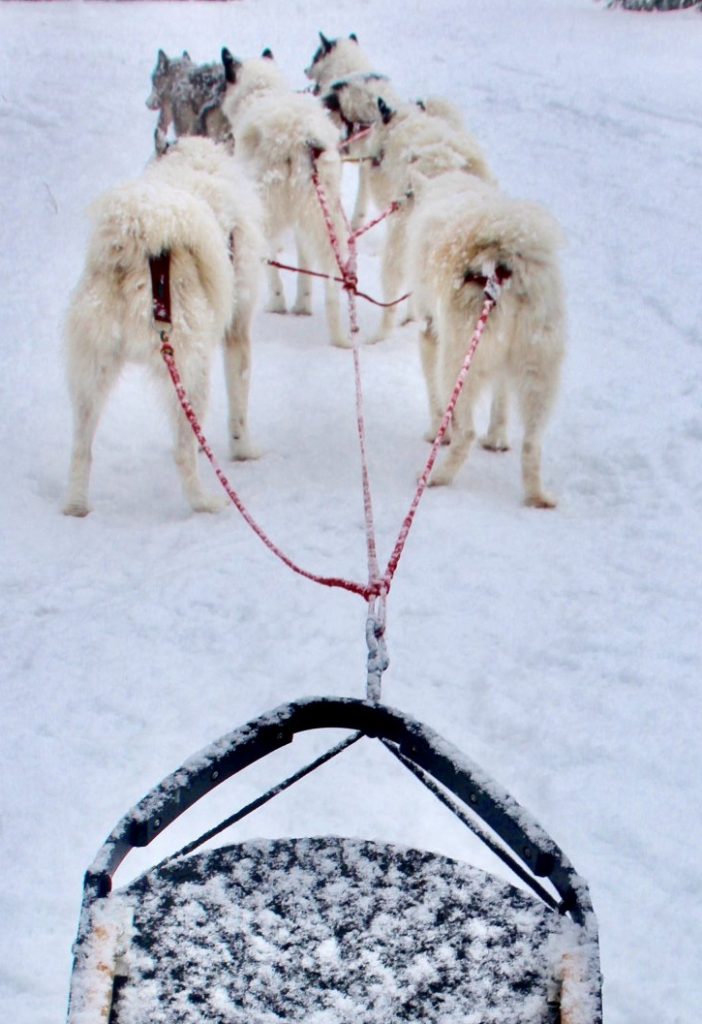 Alaskan Huskies pulling a sled