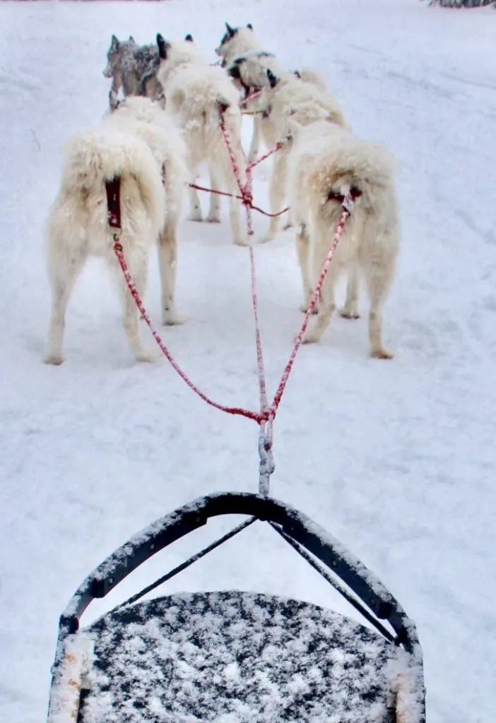Alaskan Huskies pulling a sled