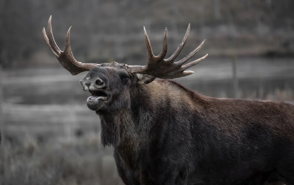 Moose in Yellowstone