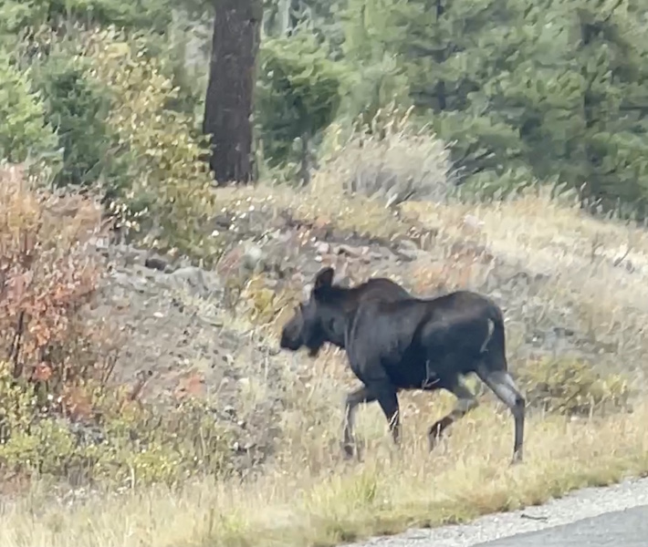 Moose in Yellowstone National Park, WY