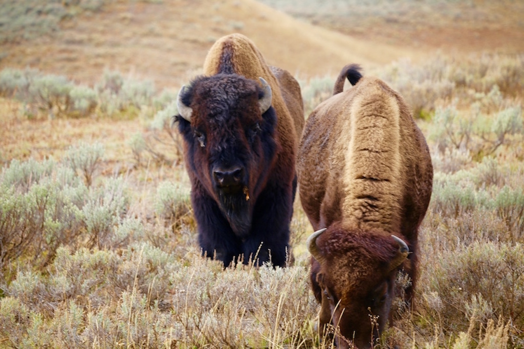 bison, The best time to visit Yellowstone