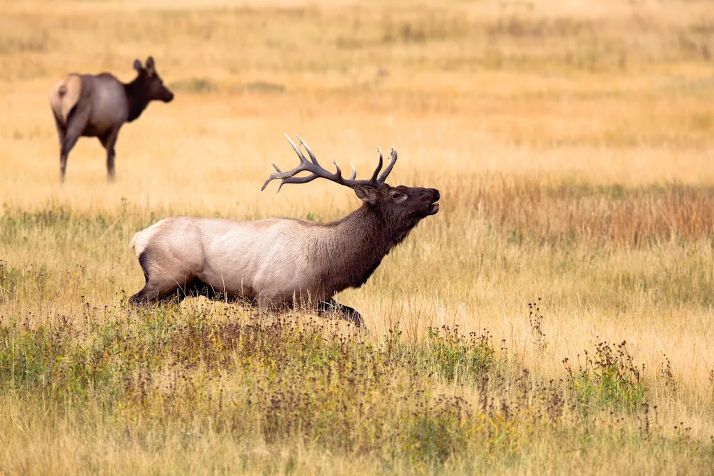 Two Moose in Yellowstone Wyoming