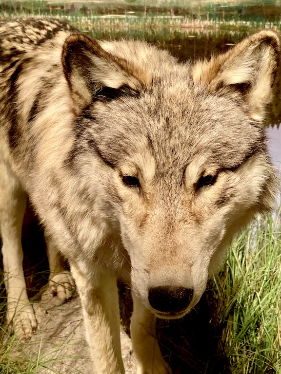 Wolf in Yellowstone National Park