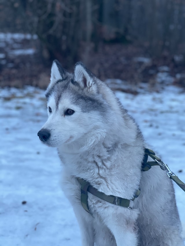 Alaskan Husky