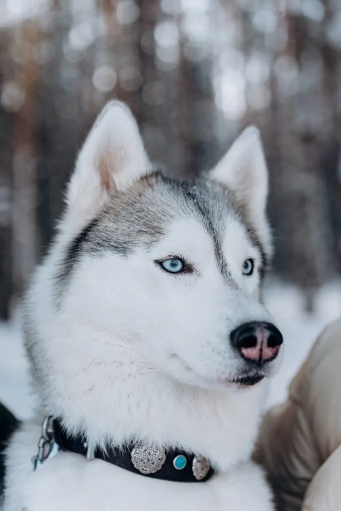 what does a alaskan husky look like