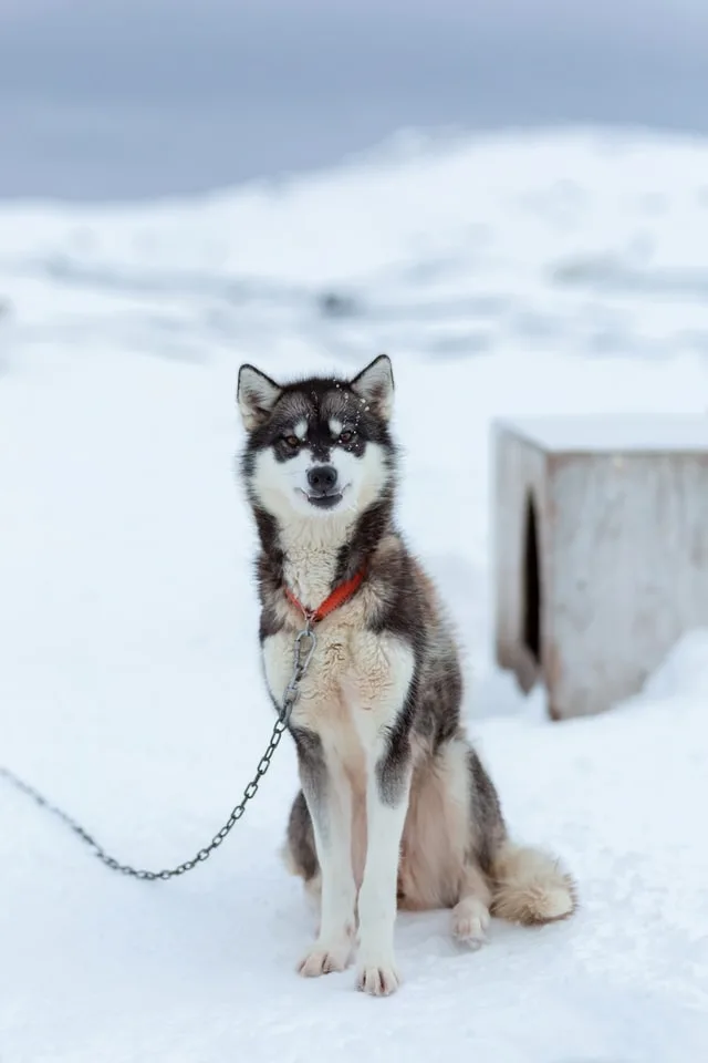 can a alaskan husky live in greenland