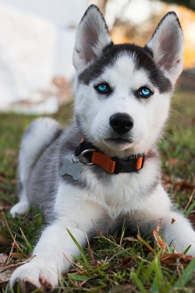 Alaskan Husky puppy