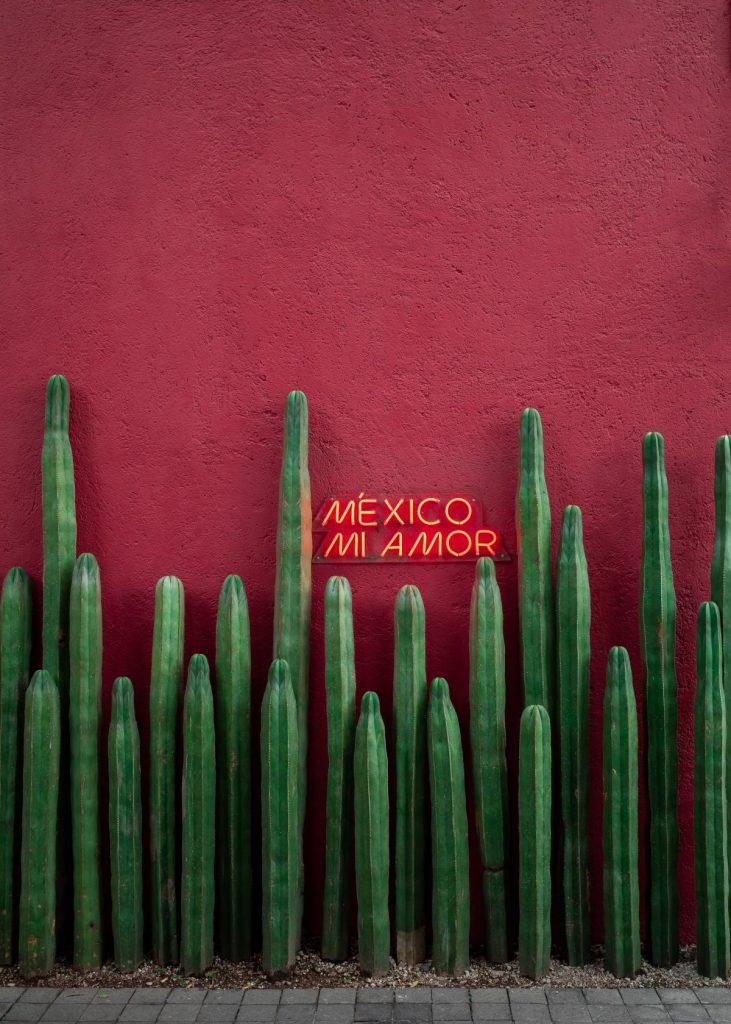 where to stay in Mexico City, Mexico mi amor, cacti