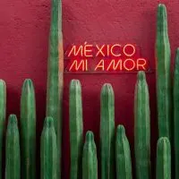 where to stay in Mexico City, Mexico mi amor, cacti