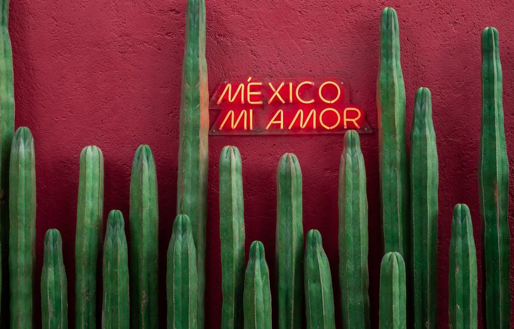 where to stay in Mexico City, Mexico mi amor, cacti