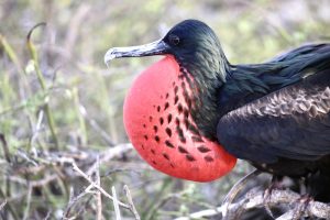 Big bird, Best cities in Ecuador, Top Reasons to Visit Galapagos Islands, best-time-to-visit-ecuador-and-galapagos