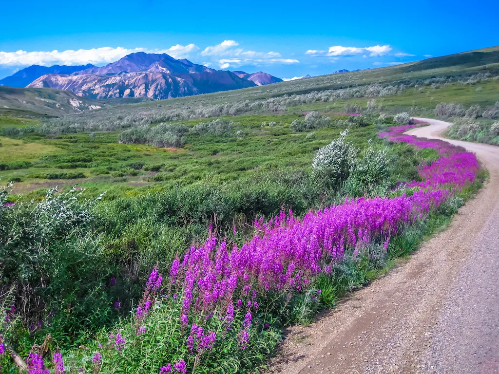 Denali national park in the spring