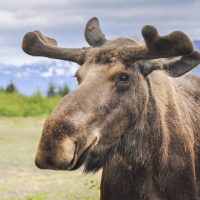 Moose in Alaska, Alaska's Backpacking trails,, Fishing vessel, what to expect on an alaskan cruise, Large Totem pole, what to expect on an alaskan cruise, Alaska road trips