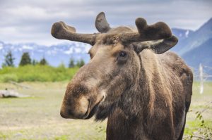 Moose in Alaska, Alaska's Backpacking trails,, Fishing vessel, what to expect on an alaskan cruise, Large Totem pole, what to expect on an alaskan cruise, Alaska road trips