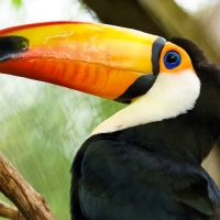 Toucan, tropical bird, best excursions in Belize, Belize travel tips