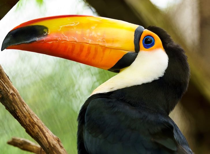 Toucan, tropical bird, best excursions in Belize, Belize travel tips