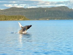 Whale Breaching, what to expect on an alaskan cruise, whale shark snorkeling Cancun, Puerto Vallarta whale watching, The Best Whale Watching Spots in Mexico