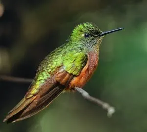 bird watching, birder, cities in Ecuador.best places to visit in puerto rico, things from Guatemala