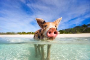 Swimming pigs of Exuma Bahamas, 2 day cruise to bahamas from west palm beac, merida mexico beaches