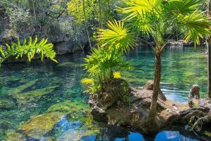 Mexico fauna, cenotes caves Mexico, best cenotes in Mexico, Cave Snorkeling Cancun