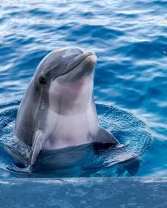 play with dolphins, 2 day cruise to bahamas from west palm beach, cancun 4 day itinerary, Mexico turtle, things to do in Mexico, Best Beaches in Mexico for Families, best-place-to-swim-with-dolphins-in-Cancun, The Best Whale Watching Spots in Mexico