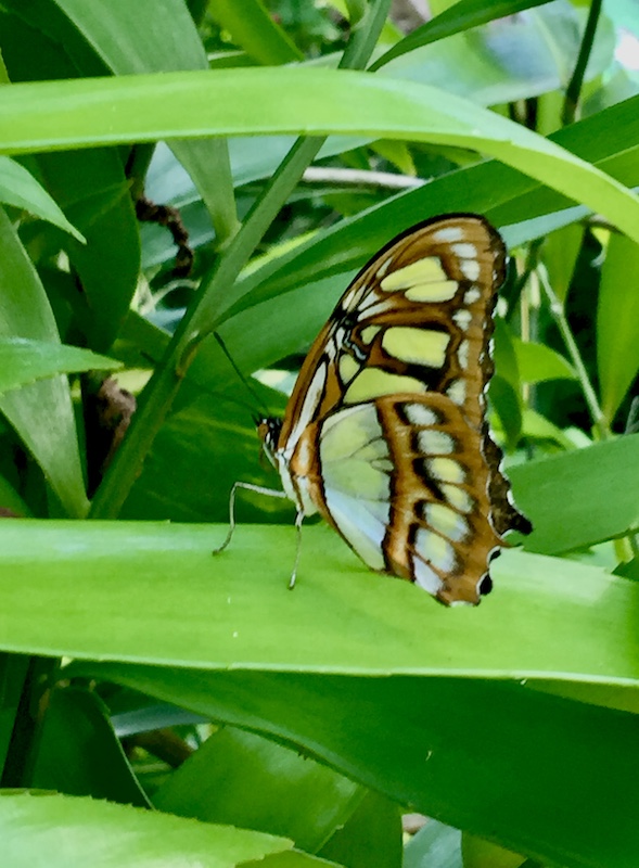 Buttterfly, Things that represent Mexico