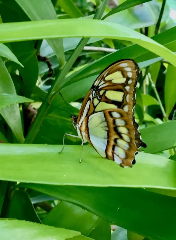 Buttterfly, Things that represent Mexico