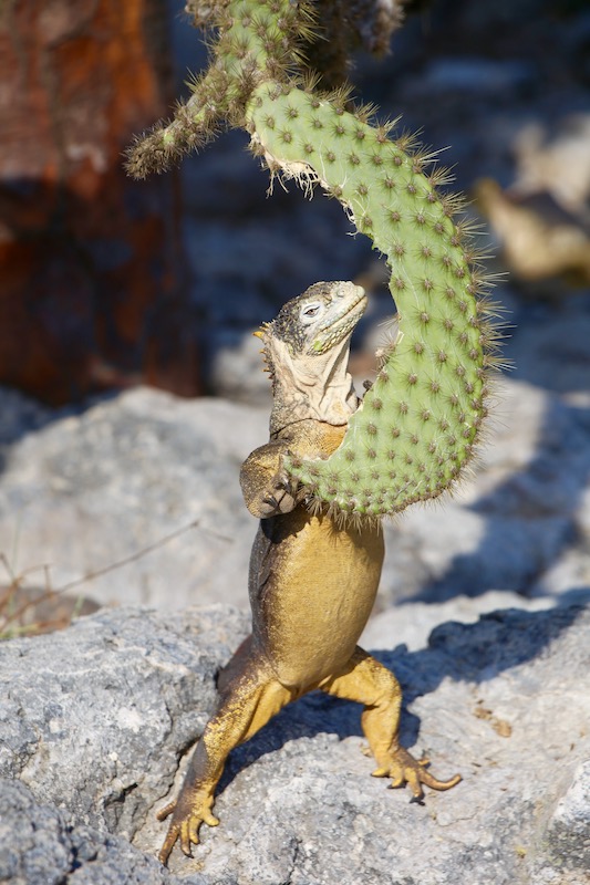 Lizard eating a plant, best city in ecuador