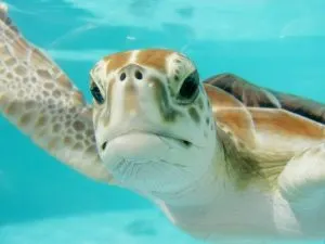 Mexico turtle, things to do in Mexico, Best Beaches in Mexico for Families, oaxaca mexico beaches