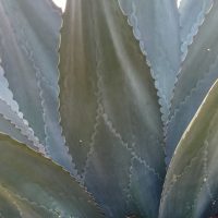 agave, best mezcal from oaxaca, best tequila to bring back from Mexico