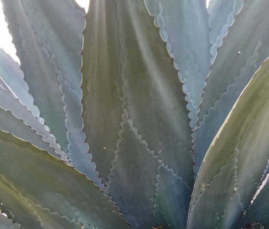 agave, best mezcal from oaxaca, best tequila to bring back from Mexico