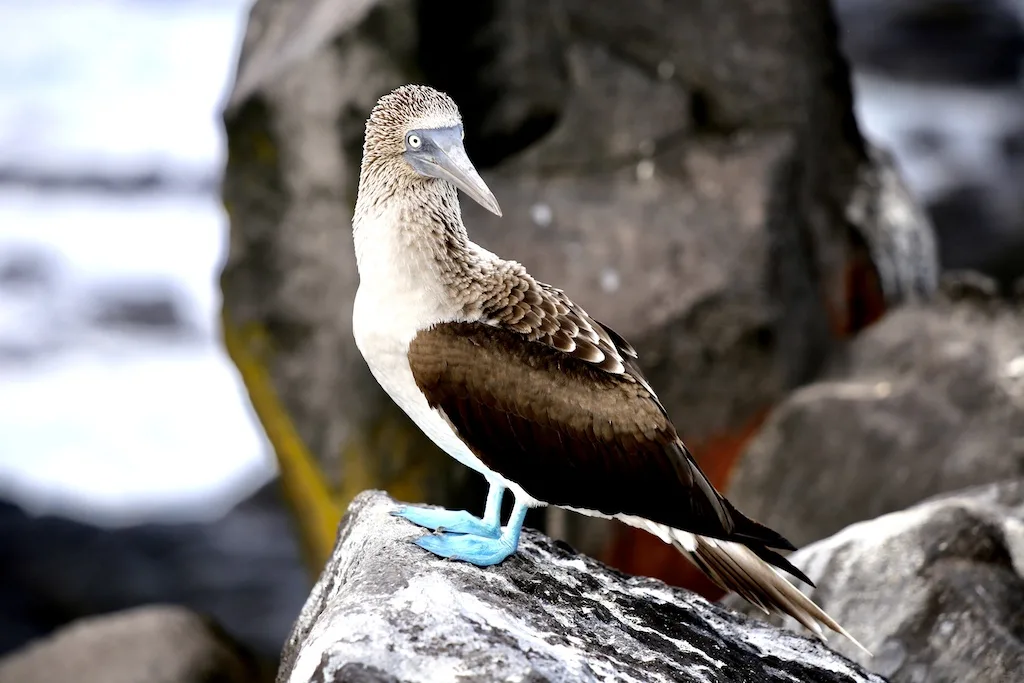 beautiful blue footed booby, best way to get to galapagos islands