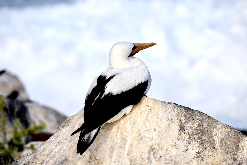 bird, best way to get to galapagos islands