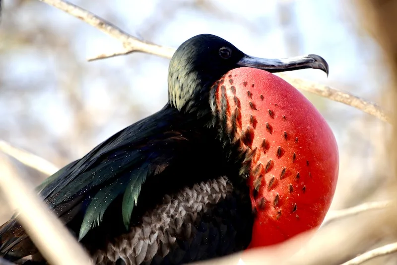 black bird, best way to get to galapagos islands