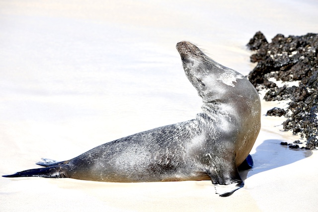 black seal, best way to get to galapagos islands