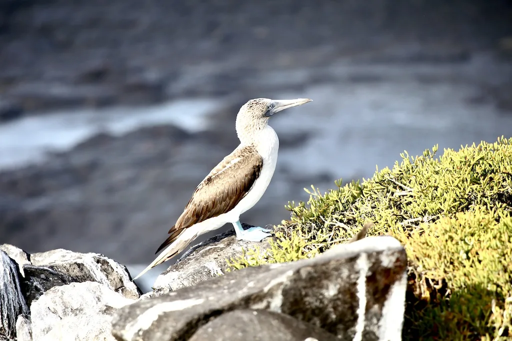 blue footed booby, best way to get to galapagos islands